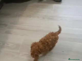 Caniche Toy perros CANICHE MACHO TOY - Anuncio 2