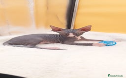 Sphynx gatos en venta: Hembrita bicolor  - Imagen 4