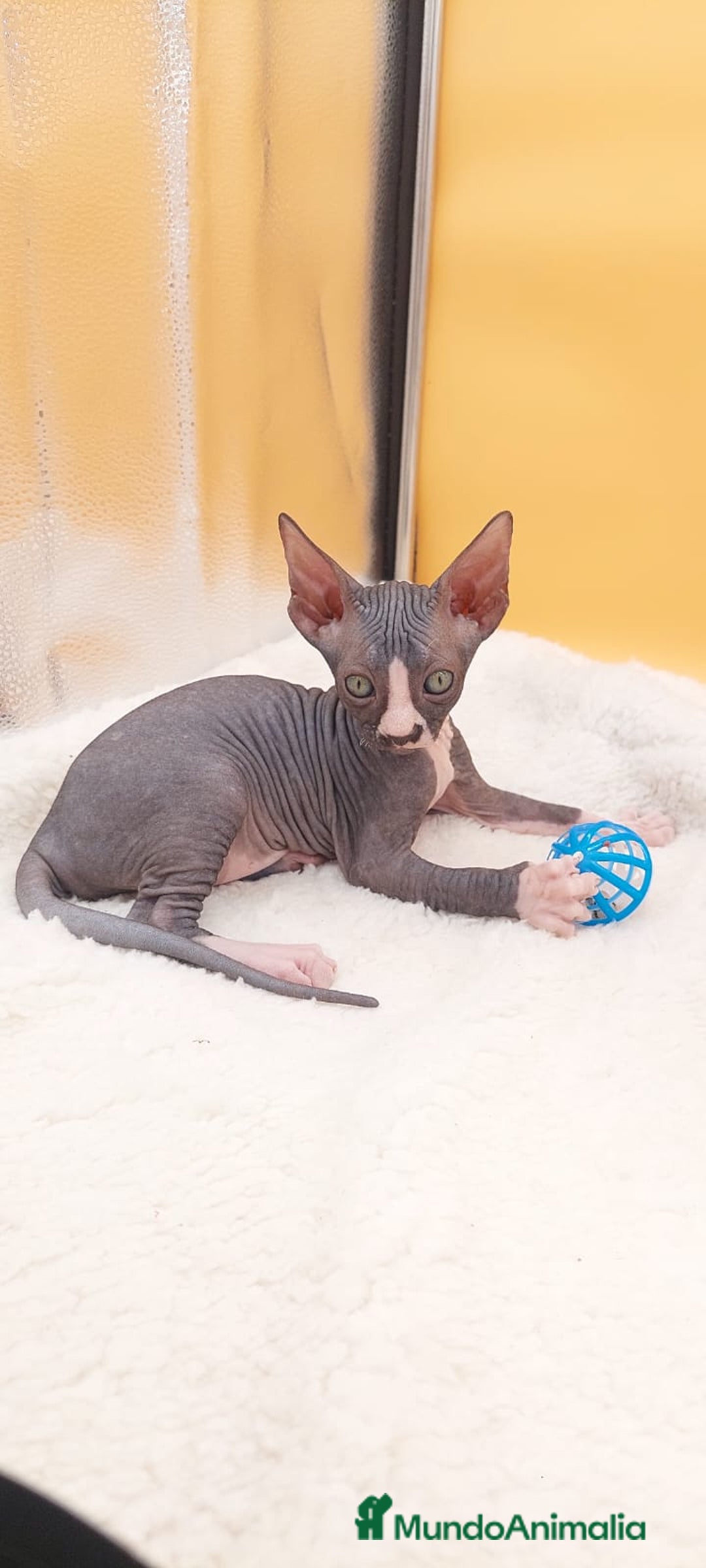 Sphynx gatos en venta: Hembrita bicolor  - Imagen 4