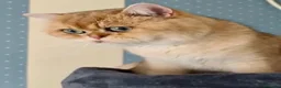 Británico de Pelo Corto gatos para monta: Monta British Shortair Golden - Anuncio 4