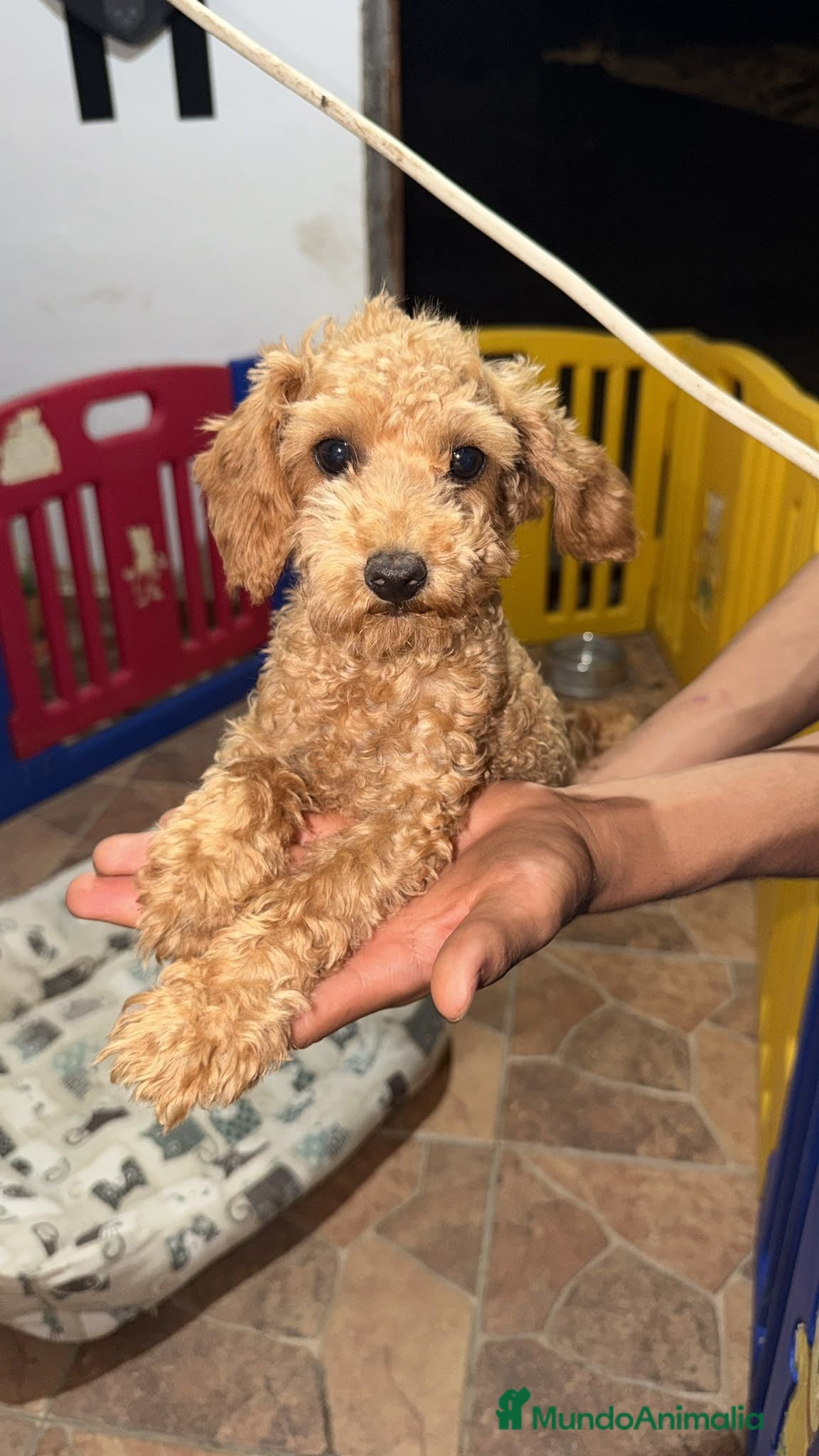 Caniche Toy perros Caniche mini toy - Anuncio 5