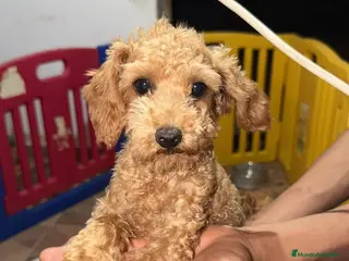 Caniche Toy perros Caniche mini toy - Anuncio 4