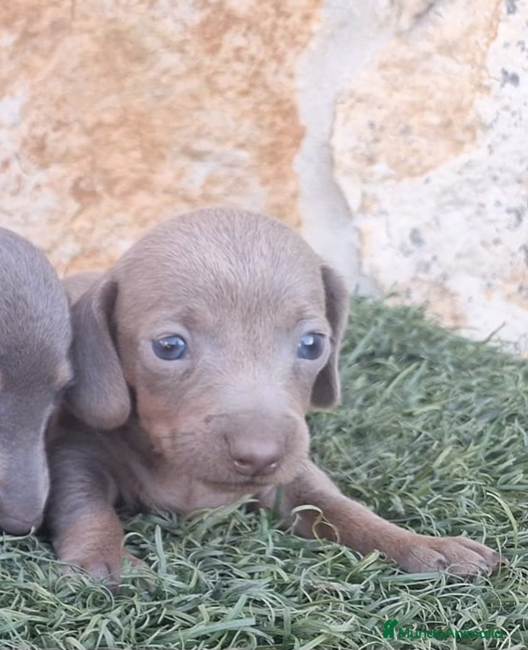 Teckel perros en venta: Teckel Hembra y Macho - Imagen 7