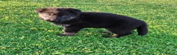 Pastor Alemán perros en venta: Cachorros pastor aleman - Anuncio 6