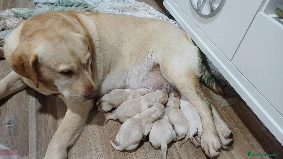 Labrador Retriever perros en venta: Labrador retriever dorado  - Anuncio 1