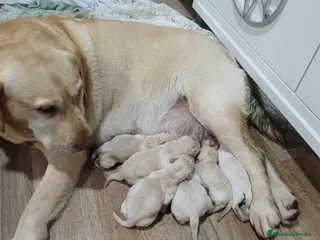 Labrador Retriever perros Labrador retriever dorado - Anuncio 1