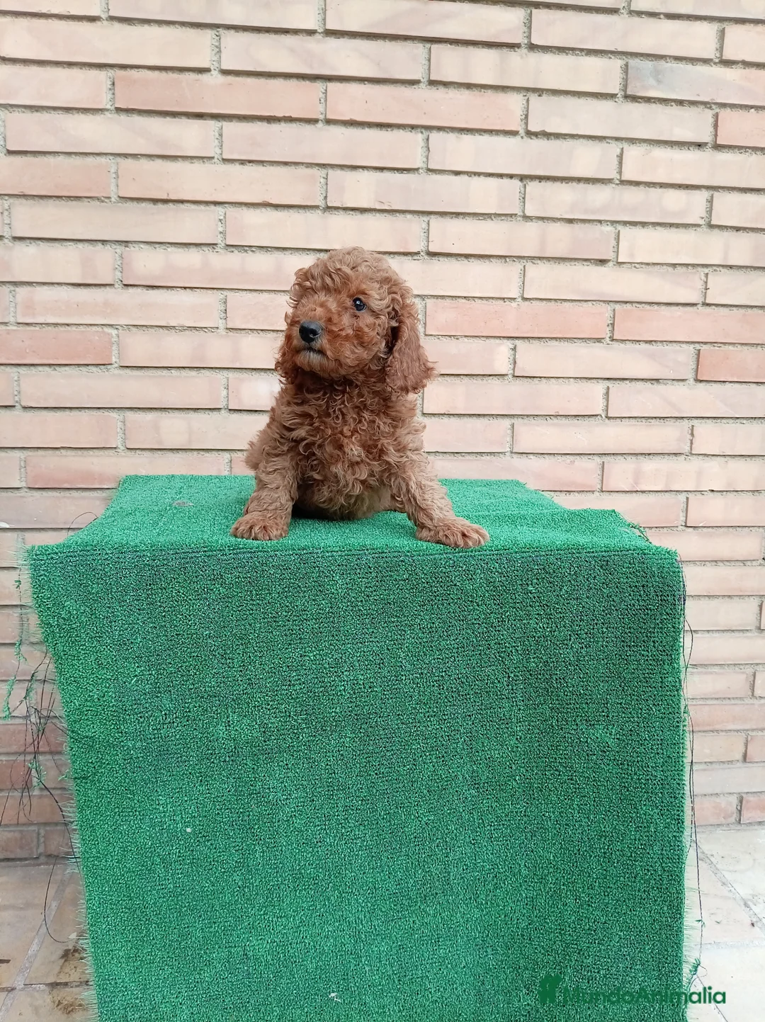 Caniche Toy perros en venta: Caniche - Anuncio 16