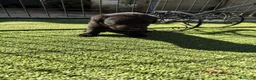 Labrador Retriever perros en venta: LABRADOR - Anuncio 4