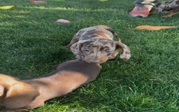 Teckel Miniatura perros en venta: TECKEL MINI - Imagen 5