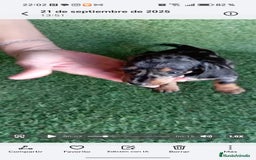 Teckel perros en venta: 🌟Tekel Arlequín y Negros fuego🌟 - Imagen 8