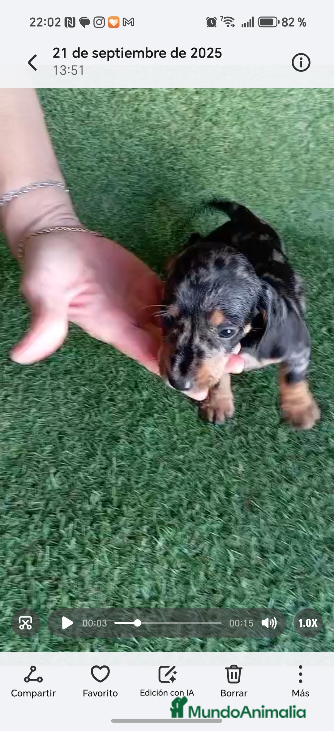 Teckel perros en venta: 🌟Tekel Arlequín y Negros fuego🌟 - Imagen 8