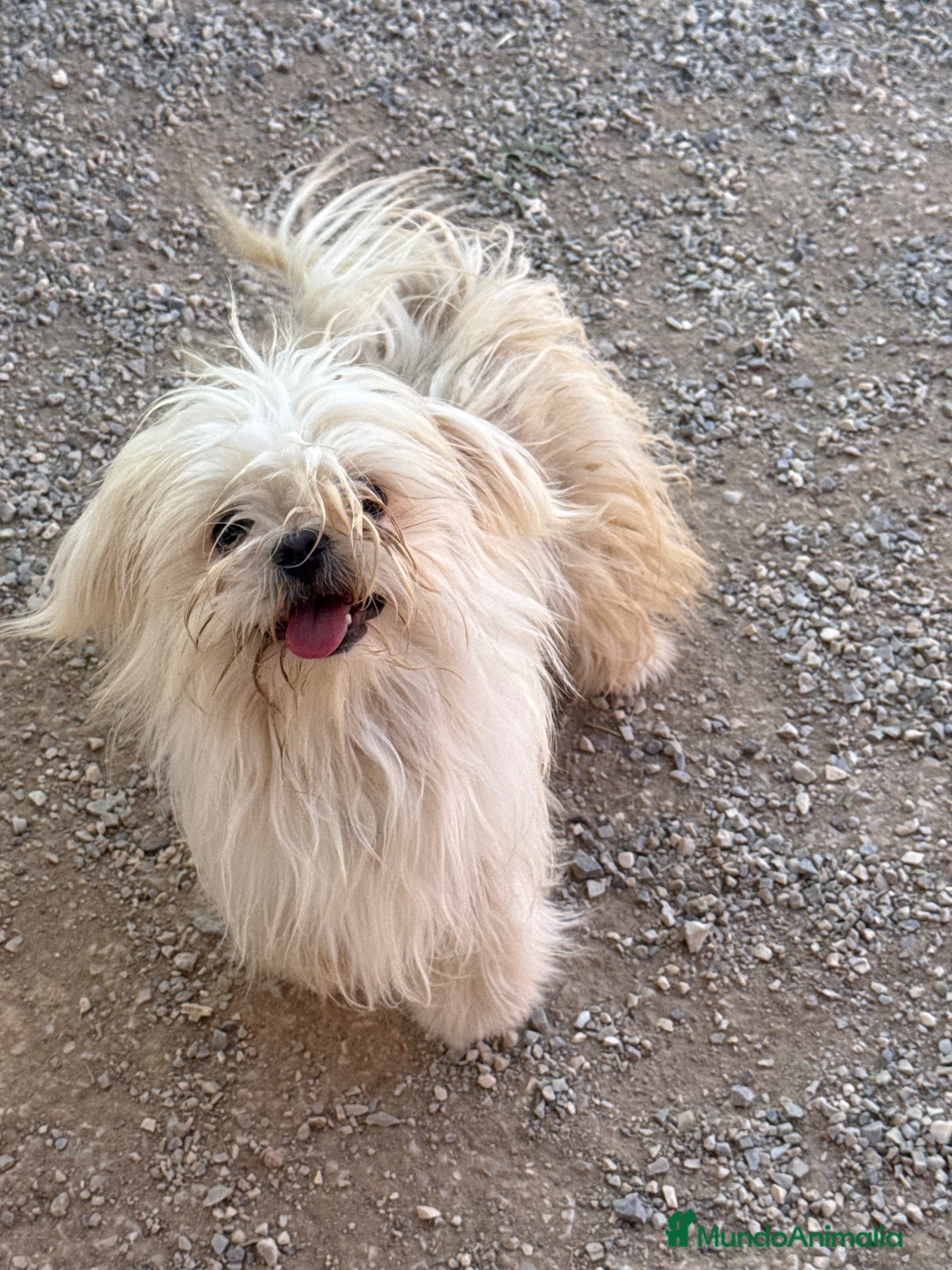 Bichón Maltés perros Bichon maltés macho 10 meses - Anuncio 1