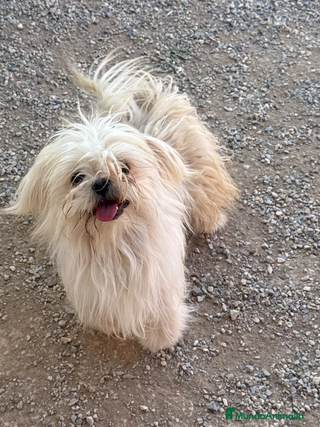 Bichón Maltés perros en venta: Bichon maltés macho 10 meses - Anuncio 1