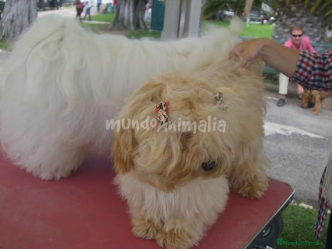 Imagen de galería {{count}}