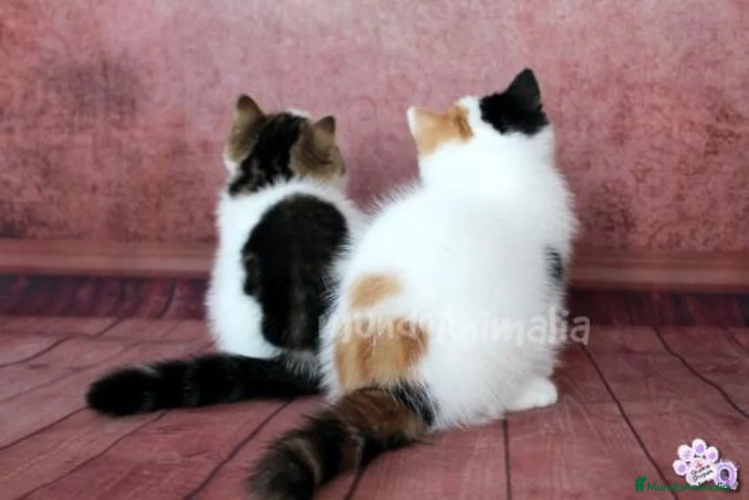 Imagen de galería {{count}}