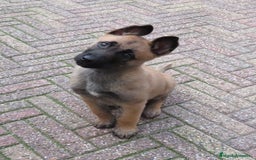 Pastor Belga Malinois perros en venta: CACHORROS DE PASTOR BELGA DISPONIBLES  - Anuncio 1