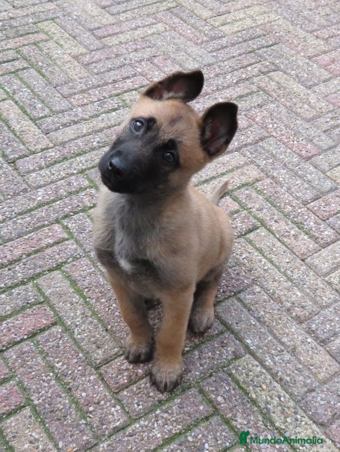 Pastor Belga Malinois perros en venta: CACHORROS DE PASTOR BELGA DISPONIBLES  - Anuncio 1