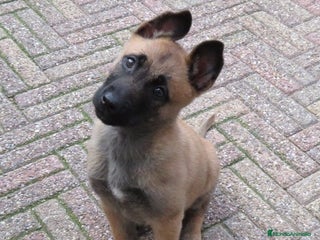 Pastor Belga Malinois perros CACHORROS DE PASTOR BELGA DISPONIBLES - Anuncio 1
