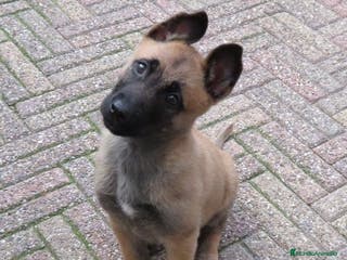 Pastor Belga Malinois perros CACHORROS DE PASTOR BELGA DISPONIBLES - Anuncio 4