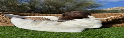 Labrador Retriever perros en venta: LABRADOR - Anuncio 7
