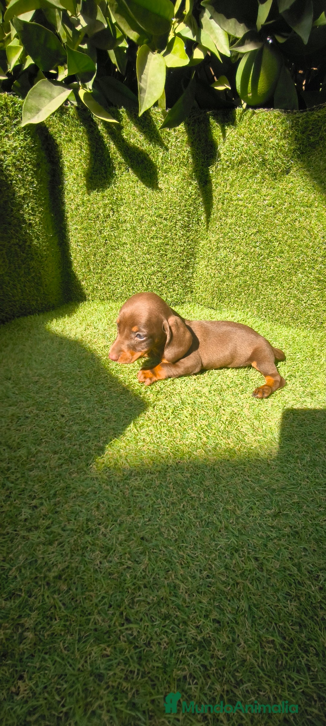 Teckel Miniatura perros en venta: camada teckel canichen muy pequeños  - Imagen 26