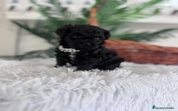 Caniche Toy perros en venta: CANICHE TOY MACHO - Anuncio 19