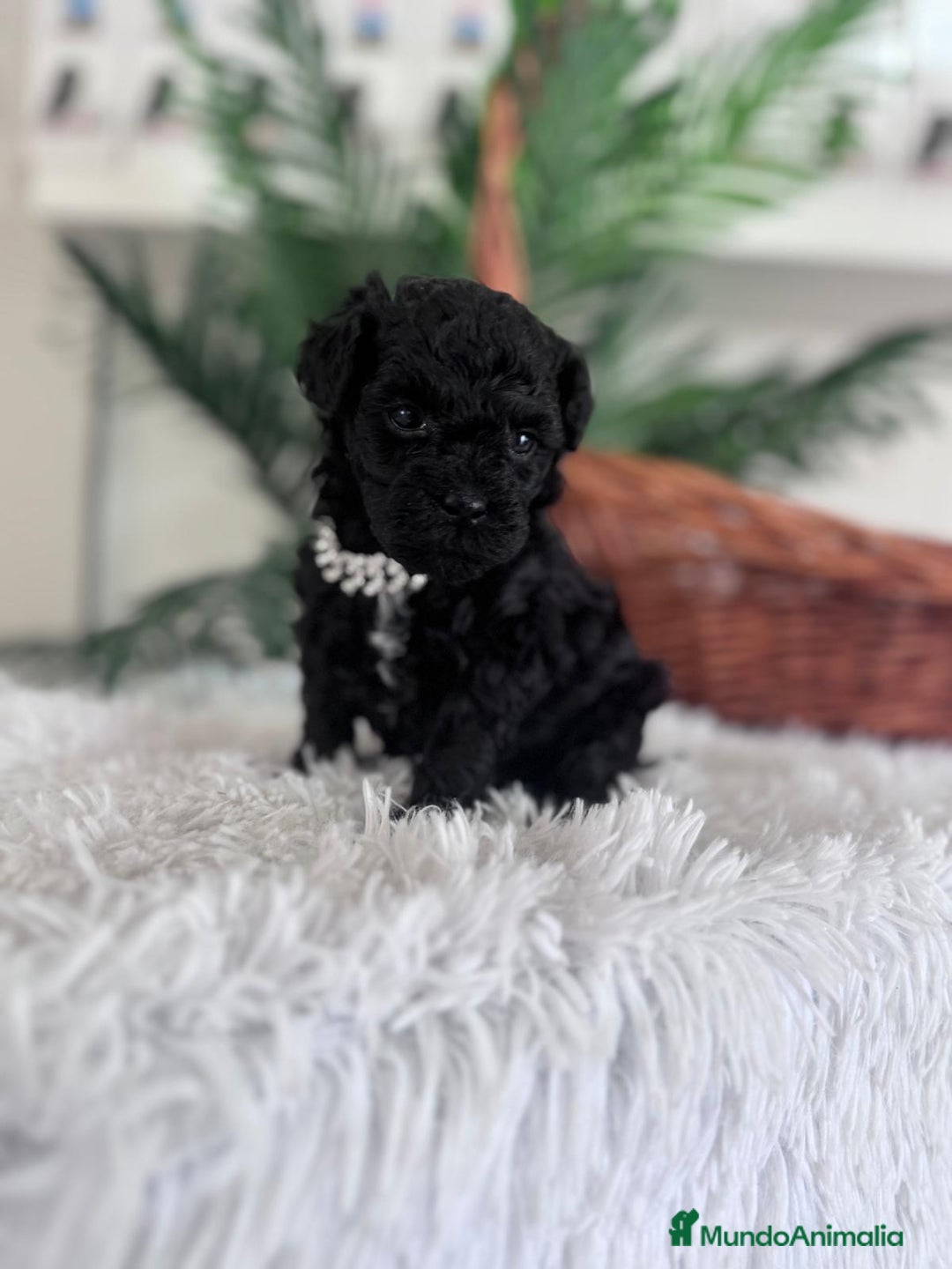 Caniche Toy perros en venta: CANICHE TOY MACHO - Anuncio 19