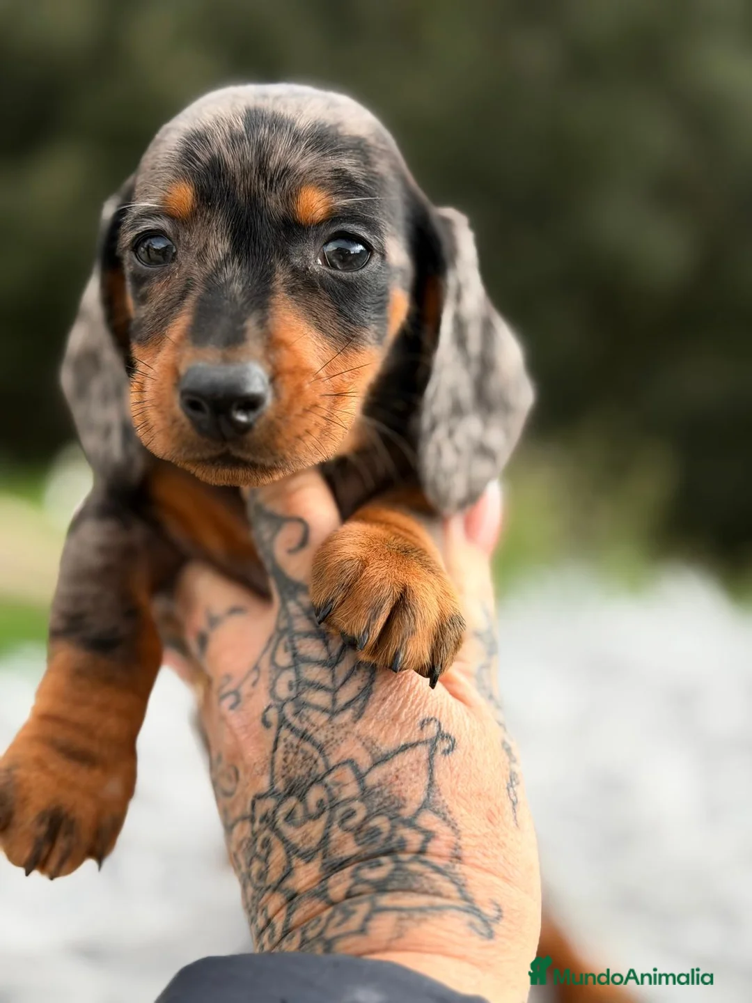 Teckel Miniatura perros en venta: TECKEL MINI ARLEQUÍN PLATA - Anuncio 2