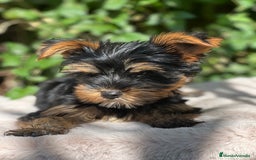 Yorkshire Terrier perros en venta: Yorkshire Toy  - Imagen 1