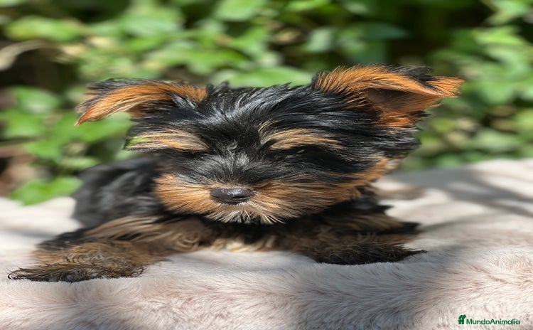 Yorkshire Terrier perros - Anuncio 3