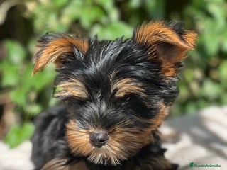 Yorkshire Terrier perros - Anuncio 30