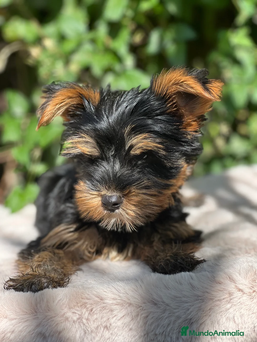 Yorkshire Terrier perros en venta: Yorkshire Toy  - Anuncio 1