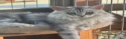Maine Coon gatos en venta: Precioso cachorro Maine Coon - Anuncio 8