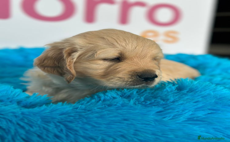 Golden Retriever perros - Propaganda 1