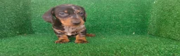 Teckel Miniatura perros en venta: Teckel miniatura  - Anuncio 20