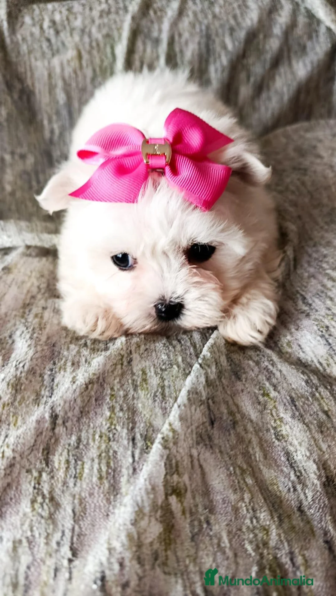 Bichón Maltés perros en venta: Bichón Maltés - Anuncio 1