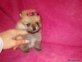 Pomerania perros Pomerania de Lulú en Badajoz - Anuncio 20