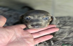 Teckel Miniatura perros en venta: Teckel blue  - Imagen 6