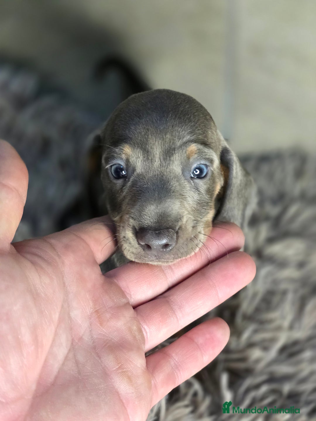 Teckel Miniatura perros en venta: Teckel blue  - Imagen 6