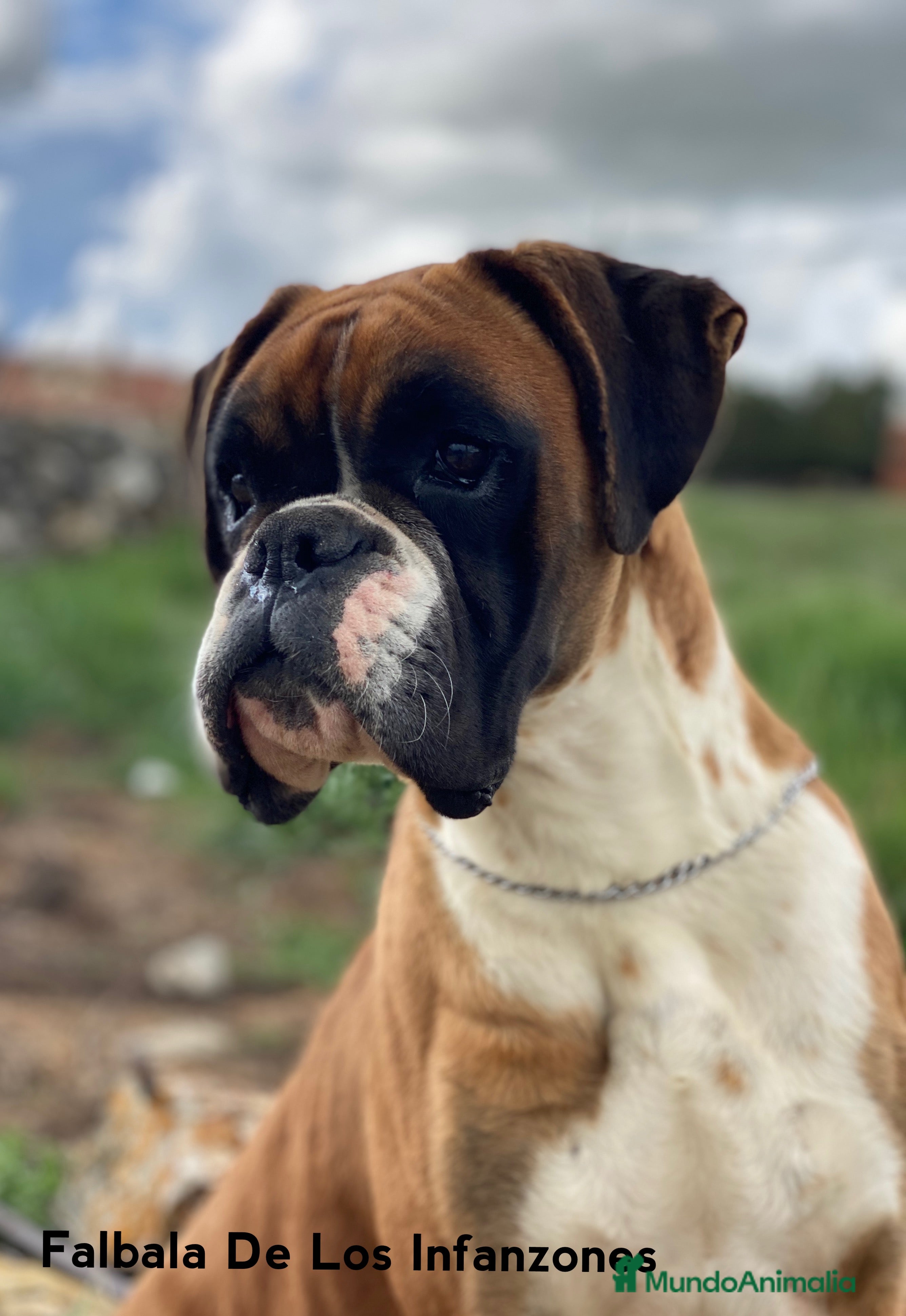 Boxer perros Boxer De Los Infanzones en Salamanca - Anuncio 31