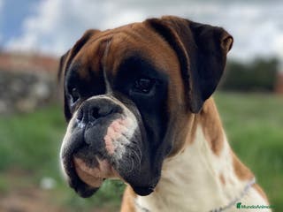 Boxer perros Boxer De Los Infanzones en Salamanca - Anuncio 2