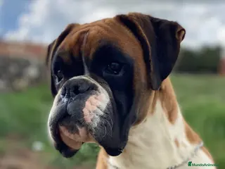 Boxer perros Boxer De Los Infanzones en Salamanca - Anuncio 10