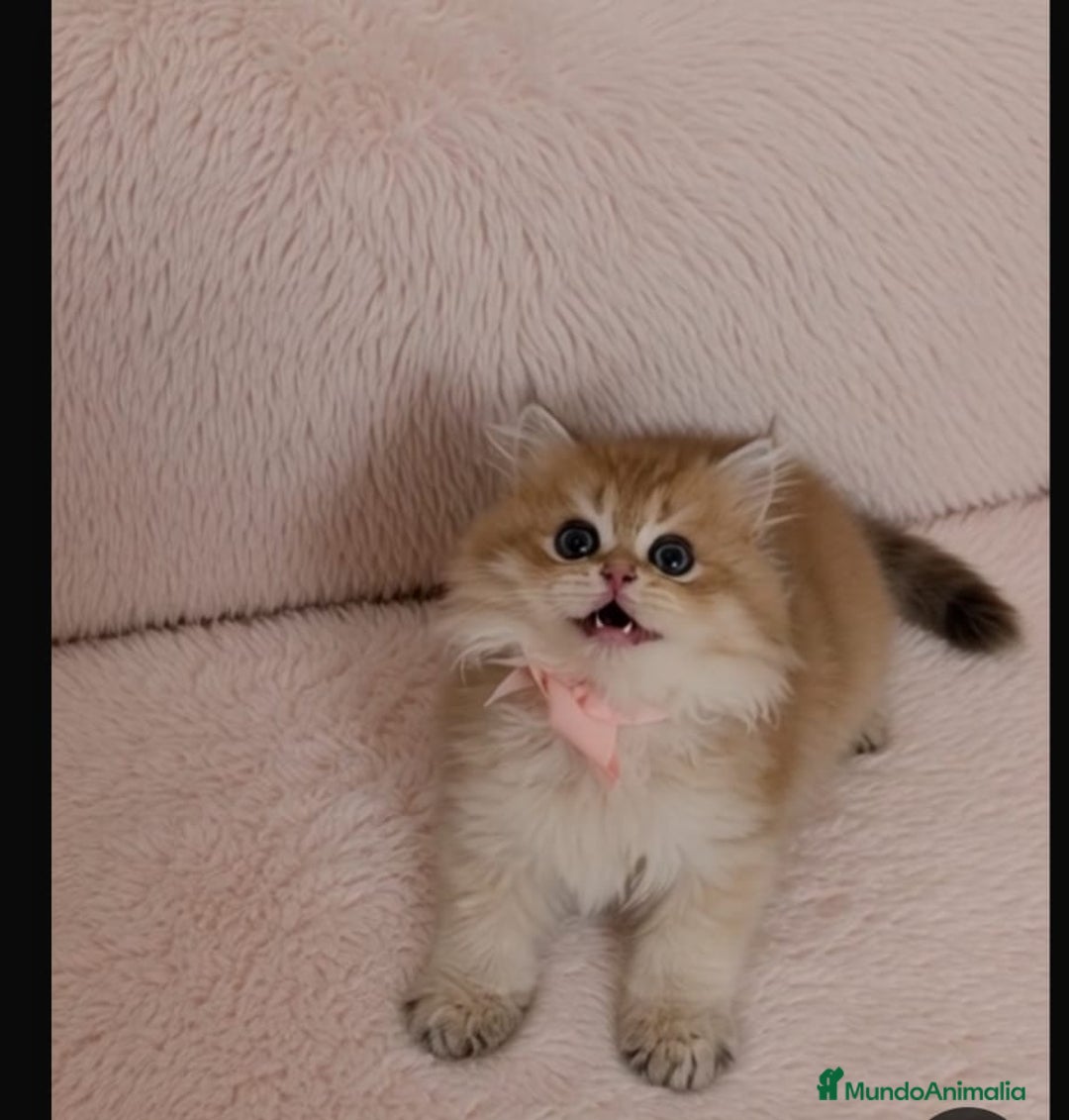 Británico de Pelo Largo gatos en venta: gatitos british longhair 📍lineas excepcionales - Anuncio 18