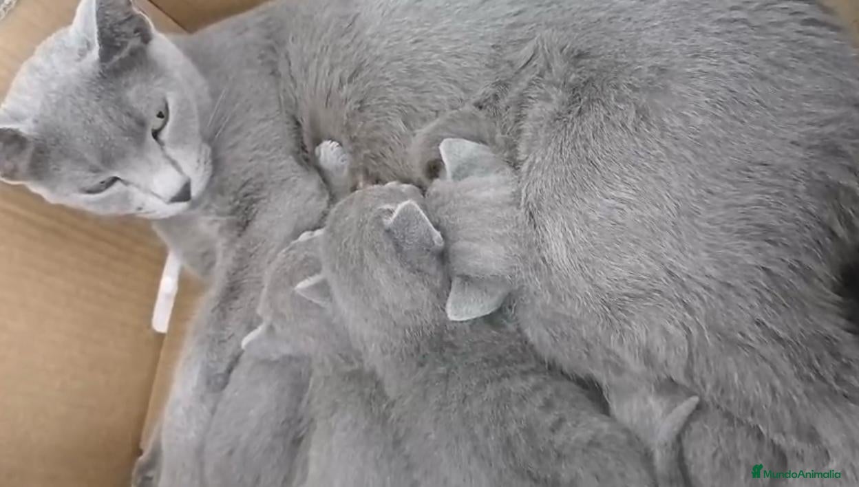 Azul Ruso gatos Camada de gatitos azul ruso - Anuncio 4