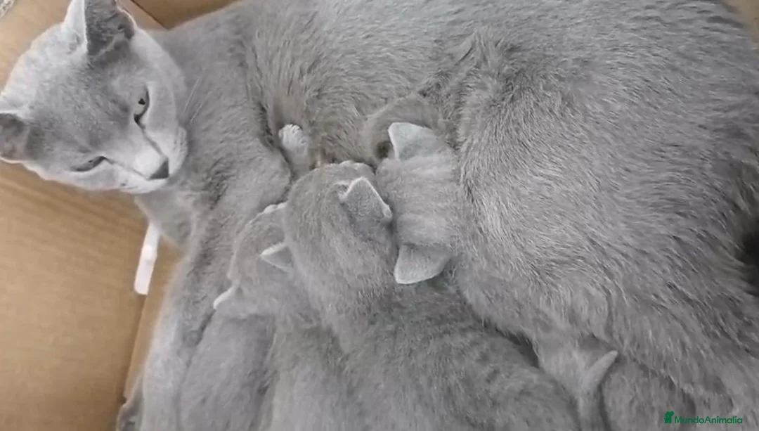 Azul Ruso gatos en venta: Camada de gatitos azul ruso - Anuncio 1