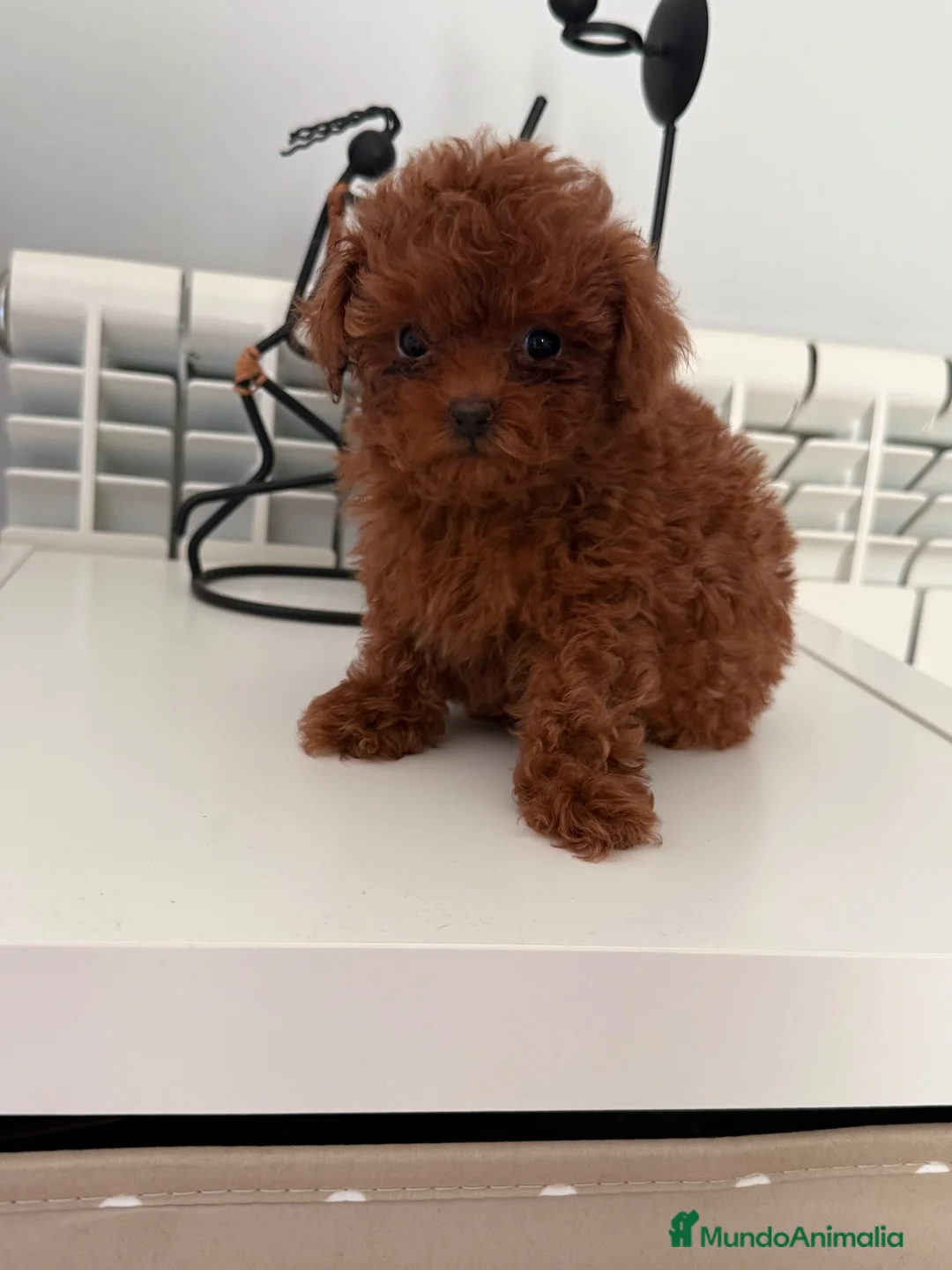 Caniche Toy perros en venta: CANICHE TOY DE CAPRICHO en Barcelona - Anuncio 2