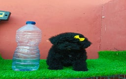 Caniche Enano perros en venta: CANICHE MINITOY NEGRO - Imagen 1