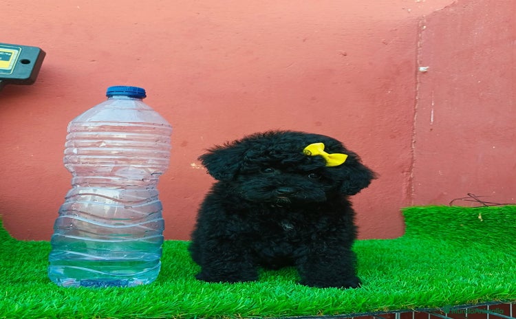 Caniche Enano perros - Propaganda 1