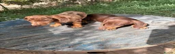 Teckel Miniatura perros en venta: Disponible Teckels de Calidad  - Anuncio 9
