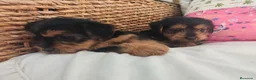 Yorkshire Terrier perros en venta: Yorkshire Terrier  en Madrid - Anuncio 12